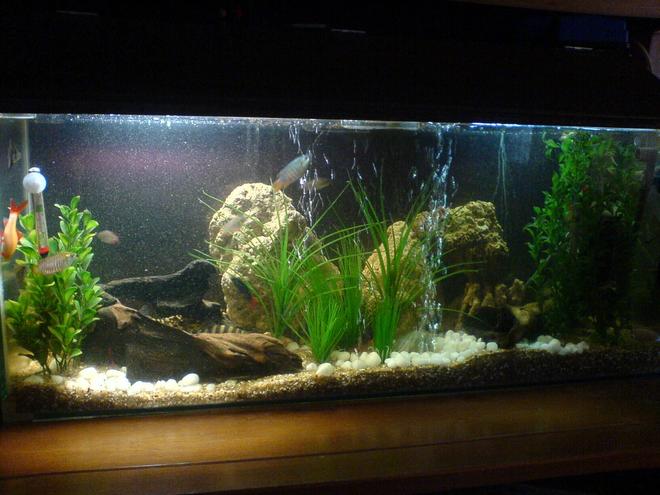 130 gallons freshwater fish tank (mostly fish and non-living decorations) - Fw tank. took some time to get the perfect combination of fish. no live plants as fish and crustaceans actively destroy them.