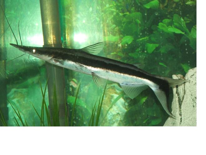 freshwater fish - sorubim lima - lima shovel-nosed cat stocking in 110 gallons tank - the lima shovelnose, about 9 in at the moment