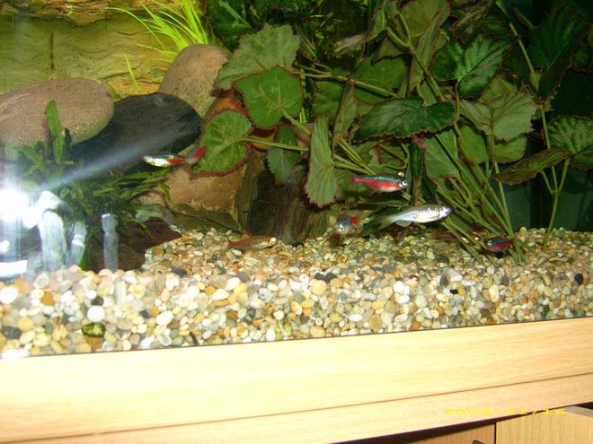 46 gallons freshwater fish tank (mostly fish and non-living decorations) - these are neon tetras and cardinal tetras there is also a pearl danio in the pic