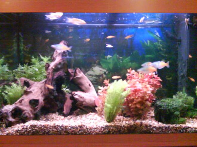 33 gallons freshwater fish tank (mostly fish and non-living decorations) - Simple freshwater tank