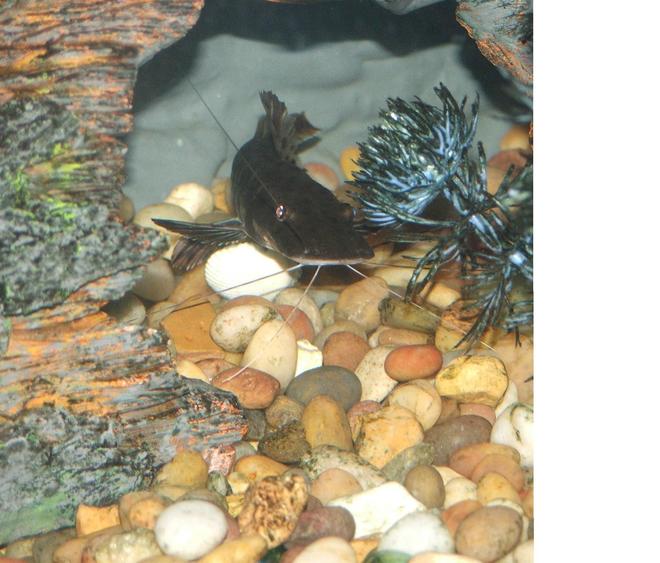 freshwater fish - pseudoplatystoma fasciatum - tiger shovelnose cat stocking in 110 gallons tank - tiger shovelnose head on