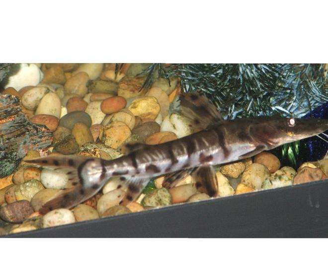 freshwater fish - pseudoplatystoma fasciatum - tiger shovelnose cat stocking in 110 gallons tank - TSN