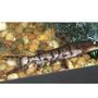 freshwater fish - pseudoplatystoma fasciatum - tiger shovelnose cat stocking in 110 gallons tank - TSN