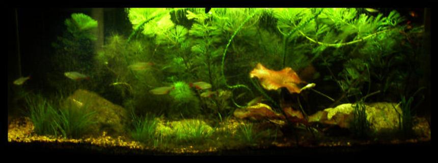 Rated #101: 5 Gallons Planted Tank - 5-5 gallon planted, red tiger lotus, duckweed, cambodia, dwarf hairgrass, chainsword, green minifoil, ruffle leaf crinium