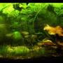 5 gallons planted tank (mostly live plants and fish) - 5-5 gallon planted, red tiger lotus, duckweed, cambodia, dwarf hairgrass, chainsword, green minifoil, ruffle leaf crinium