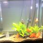 70 gallons planted tank (mostly live plants and fish) - I took it with my phone. I will update it when I am on spring break.