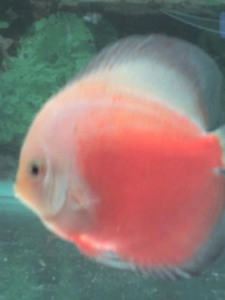 freshwater fish - red white discus stocking in 60 gallons tank - Red White Discus