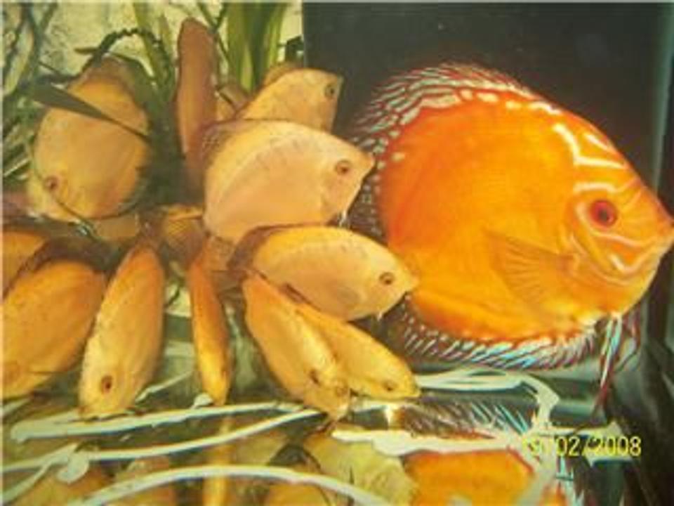 freshwater fish - symphysodon sp. - red marlboro discus stocking in 40 gallons tank - Baby discus Marlboro Red