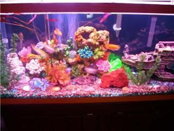 55 gallons freshwater fish tank (mostly fish and non-living decorations) - freshwater fish tank