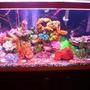 55 gallons freshwater fish tank (mostly fish and non-living decorations) - freshwater fish tank