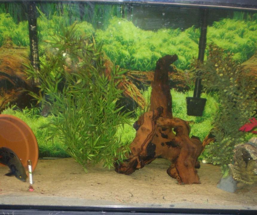 Rated #3057: 90 Gallons Freshwater Fish Tank - This is my 90 gallon aquarium that I absolutely love spending all my time on. I have only 4 fish in it now: an Oscar (5"), a Jack Dempsey (3"), a Common Pleco (7"), and a Blue Gourami (3.5"). I have had no problems with fish mate compatibility thus far!

My camera takes too large of photos for the site, so this is a slightly cropped version of the tank.