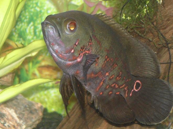 freshwater fish - astronotus ocellatus - tiger oscar stocking in 60 gallons tank - Tiger Oscar- "HANNIBAL"