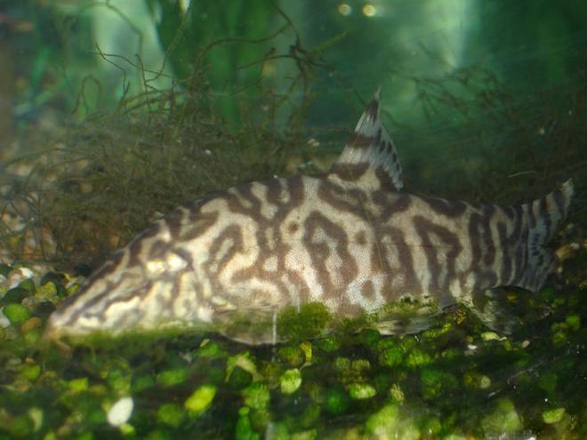 freshwater fish - botia lohachata - lohachata botia loach stocking in 60 gallons tank - Reticulated Loach