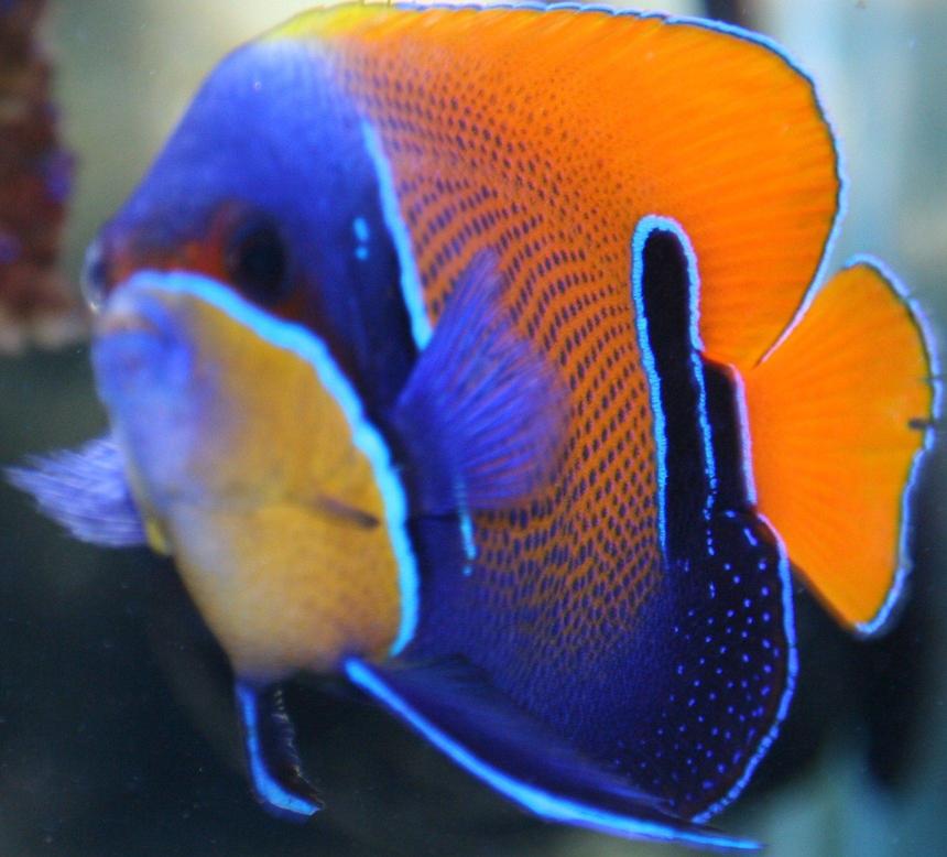 Rated #30: Saltwater Fish - Euxiphipops Navarchus - Blue Girdled Angelfish Stocking In 65 Gallons Tank - Majestic