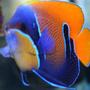saltwater fish - euxiphipops navarchus - blue girdled angelfish stocking in 65 gallons tank - Majestic