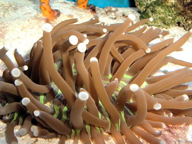 corals inverts - heliofungia actiniformis - plate coral, long tentacle stocking in 55 gallons tank - Plate Coral