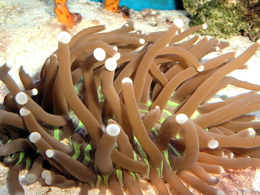 Rated #61: Corals Inverts - Heliofungia Actiniformis - Plate Coral, Long Tentacle Stocking In 55 Gallons Tank - Plate Coral