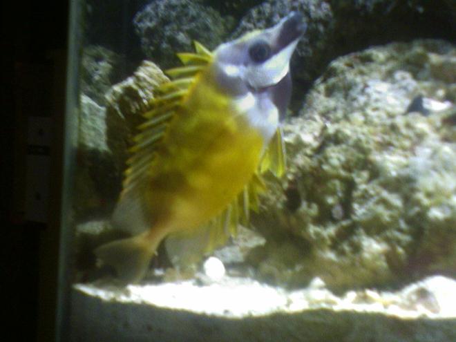 saltwater fish - siganus vulpinus - foxface lo stocking in 55 gallons tank - Foxface that loves his picture taken!