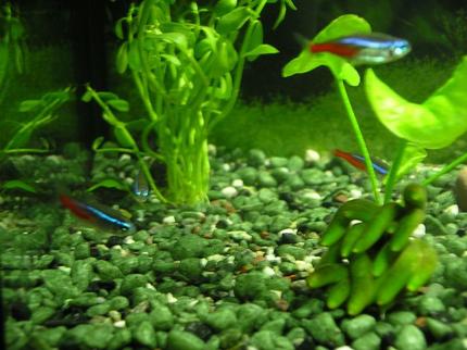 freshwater fish - paracheirodon innesi - neon tetra jumbo stocking in 5 gallons tank - 4 Neon Tetras schooling together
Moneywort Plant (Left)
Banana Plant (Right)