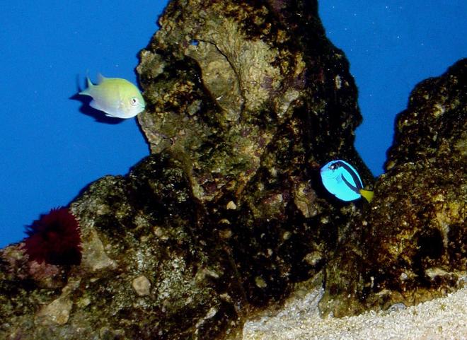 saltwater fish - paracanthurus hepatus - blue tang stocking in 185 gallons tank - My blue tang hanging with a Green chromis Still in the cycle stages. Thought i would use a tang to get him right.