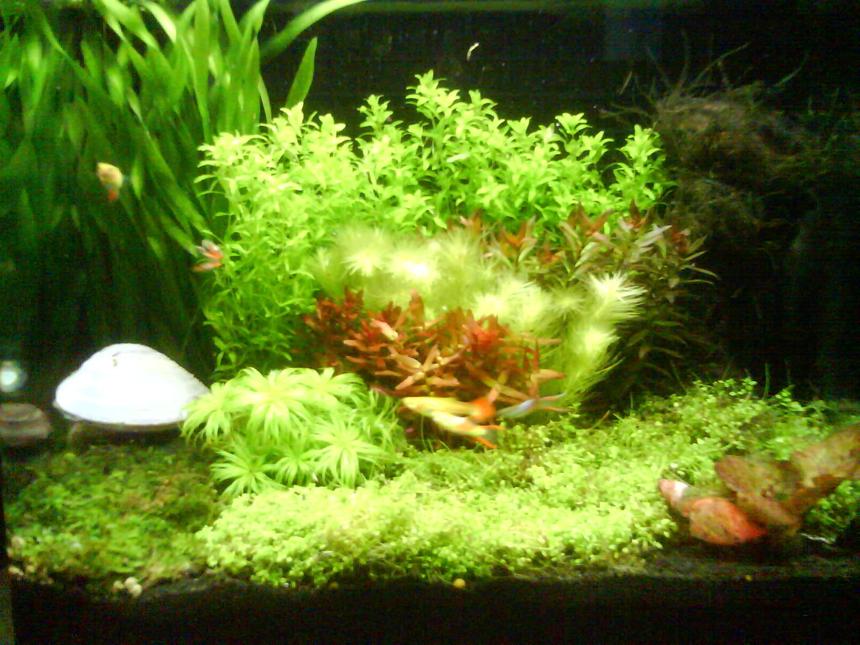 Rated #92: 3 Gallons Planted Tank - My 3.5 gallon tank