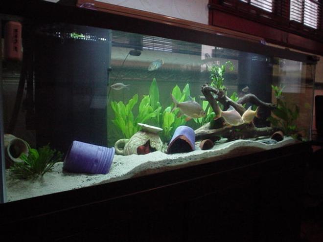 125 gallons planted tank (mostly live plants and fish)