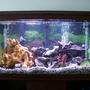 40 gallons freshwater fish tank (mostly fish and non-living decorations) - My first tank 40 gal african cichlid. cichlid specific gravel, emperor 400 filter, undergravel filter, stealth heater, lace rock, and some artificial driftwood/plants.