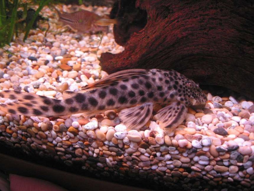 Rated #1106: Freshwater Fish - Hypostomus Sp. - Para Pleco (l075) Stocking In 57 Gallons Tank - My L075 Para Pleco. Had him about 12 months now. He is now approx 6 inches long.