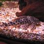 freshwater fish - hypostomus sp. - para pleco (l075) stocking in 57 gallons tank - My L075 Para Pleco. Had him about 12 months now. He is now approx 6 inches long.