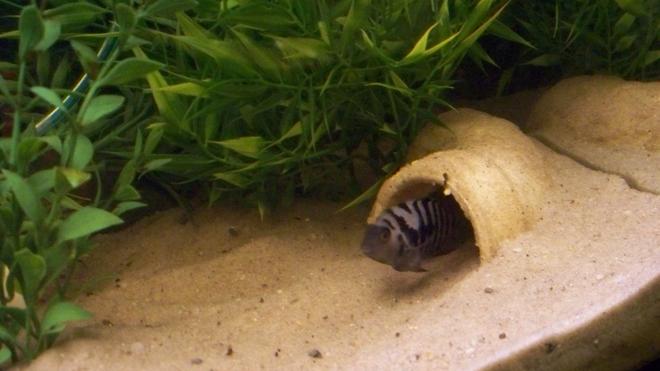 freshwater fish - archocentrus nigrofasciatus - black convict cichlid stocking in 29 gallons tank - Poppa Convict checking out his new home.