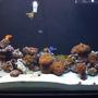80 gallons reef tank (mostly live coral and fish) - 80 gallon reef