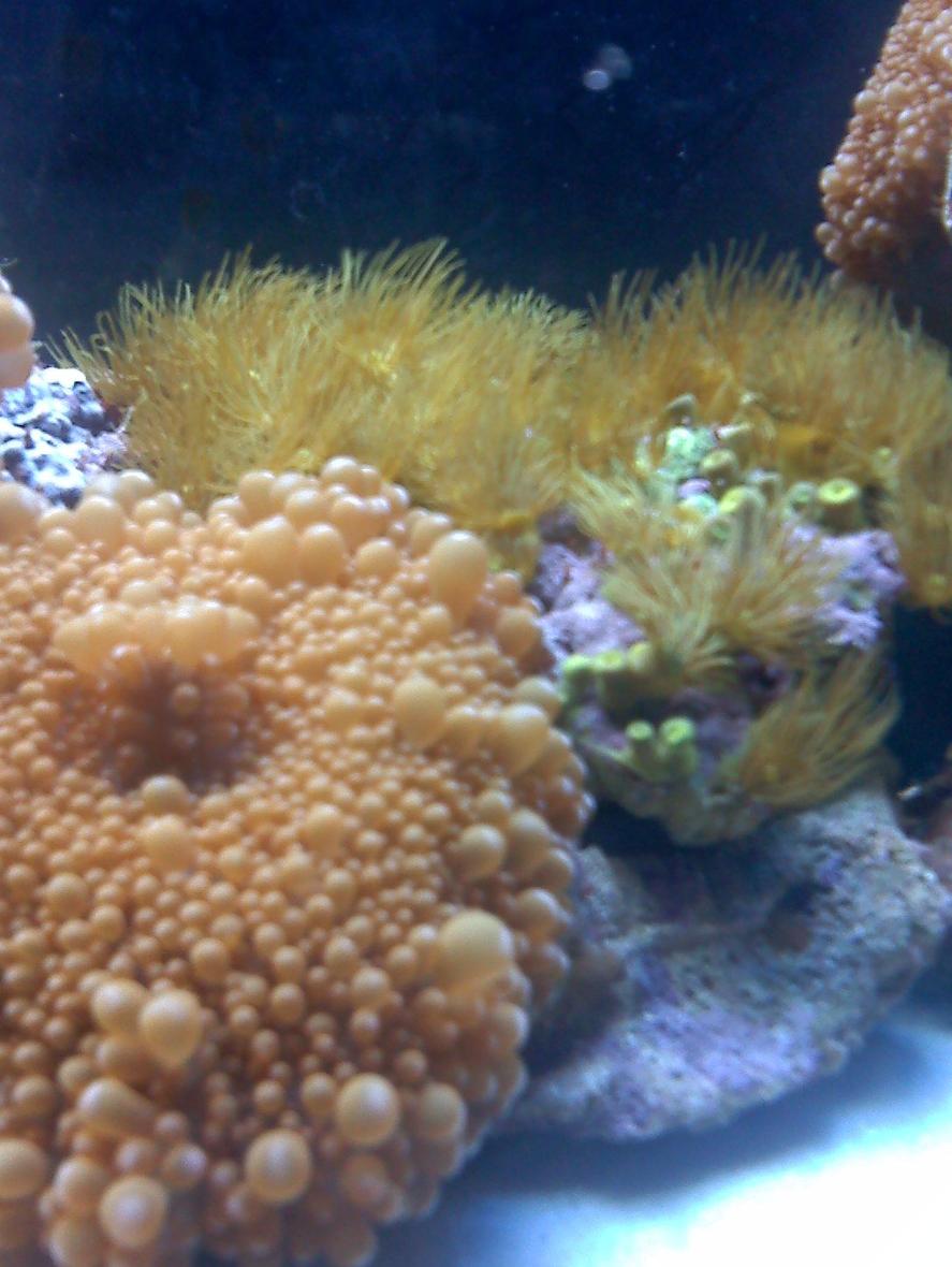 Rated #77: Corals Inverts - Ricordea Florida - Ricordea Mushroom Stocking In 80 Gallons Tank - Mushroom-Star Polyps (just fed)