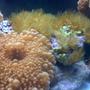 corals inverts - ricordea florida - ricordea mushroom stocking in 80 gallons tank - Mushroom-Star Polyps (just fed)