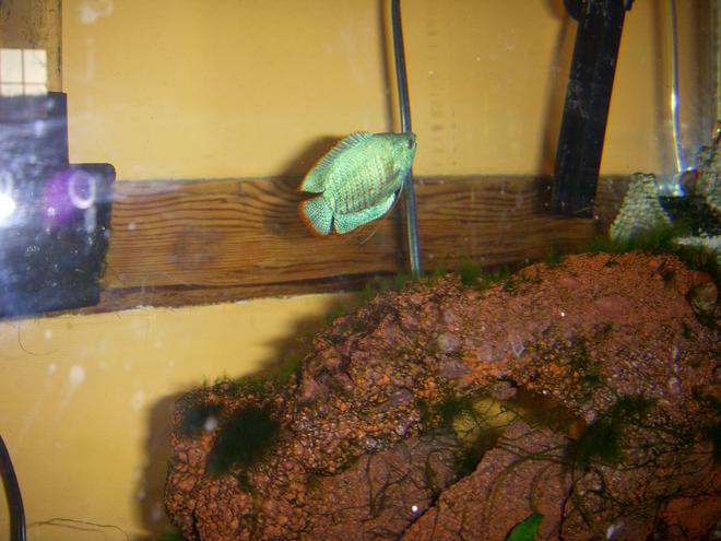 freshwater fish - colisa lalia - powder blue dwarf gourami stocking in 45 gallons tank - gourami kicking butt