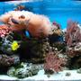 46 gallons reef tank (mostly live coral and fish)