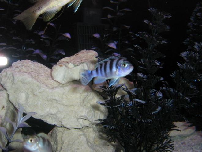 freshwater fish - metriaclima lombardoi - kenyi cichlid stocking in 72 gallons tank - heres one pic, I have more but the files are too big..