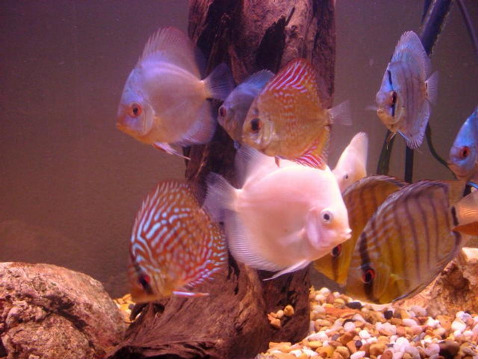 freshwater fish - symphysodon sp. - white discus stocking in 55 gallons tank - discus