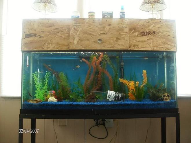 50 gallons freshwater fish tank (mostly fish and non-living decorations) - 50 Gallon Full View.
See a 5 minute vid of the tank and all the fish here. 
Song has swear words use caution!