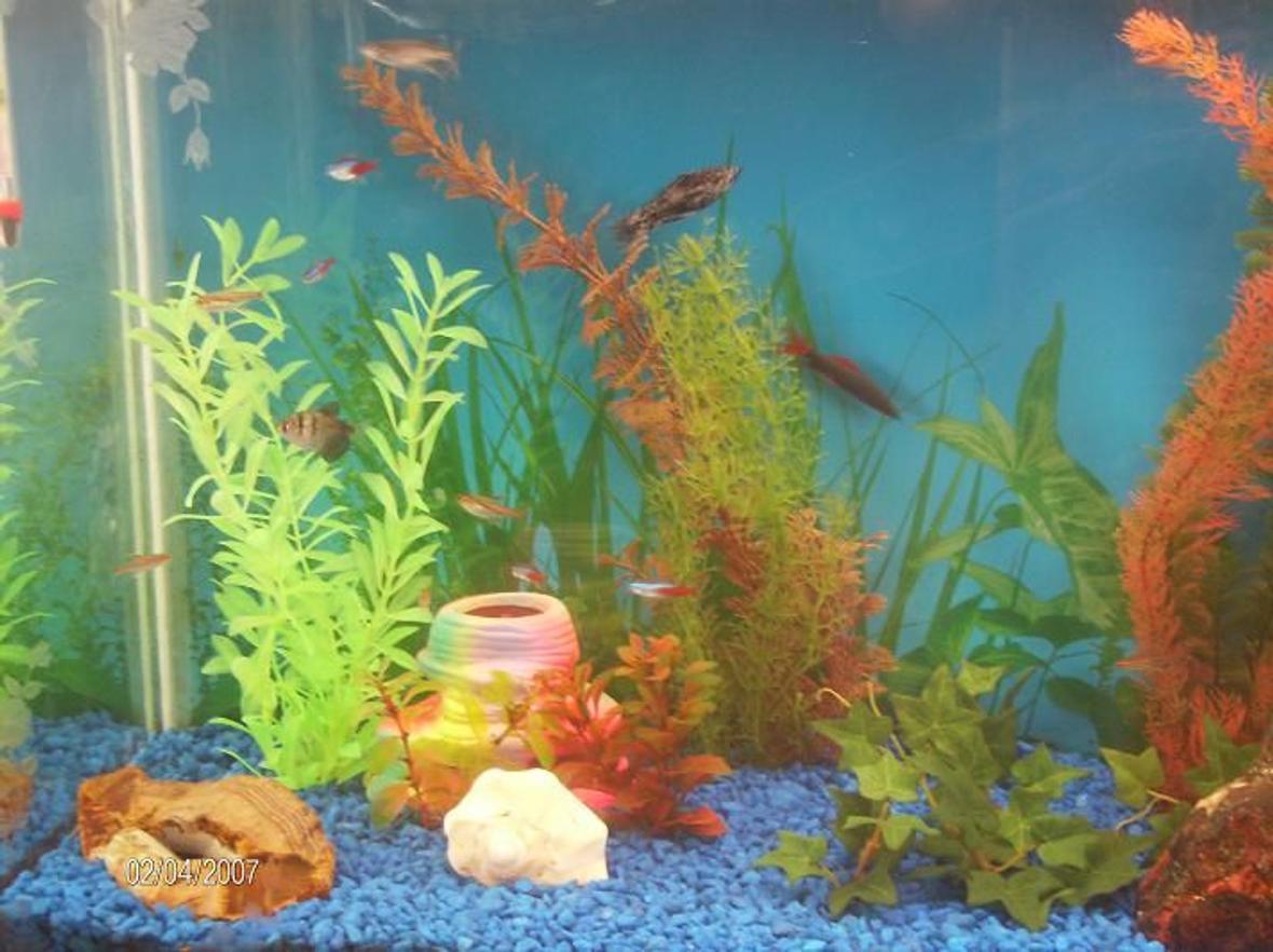 fish tank picture - 50 Gallon Left View.