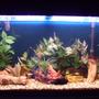 44 gallons freshwater fish tank (mostly fish and non-living decorations) - My tank