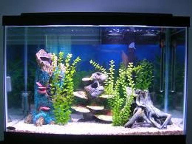55 gallons freshwater fish tank (mostly fish and non-living decorations) - 55 Gallon aquarium with all fake decorations and rock gravel.
Please tell me if this is good decor or should I get driftwood?