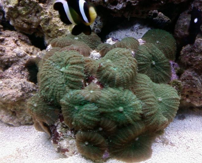 corals inverts - rhodactis sp. - green mushroom stocking in 46 gallons tank - colony of 20 green mushroom corals