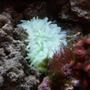 corals inverts - entacmaea quadricolor - bubble tip anemone stocking in 46 gallons tank - neon green bubble tip anemone