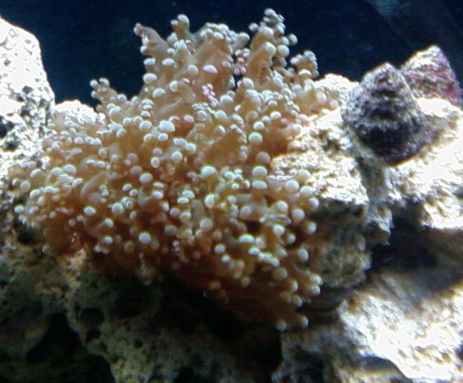 corals inverts - euphyllia paradivisa - frogspawn coral stocking in 46 gallons tank - two-headed frogspawn coral