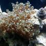 corals inverts - euphyllia paradivisa - frogspawn coral stocking in 46 gallons tank - two-headed frogspawn coral