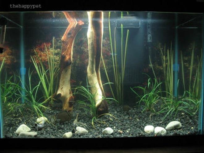 45 gallons planted tank (mostly live plants and fish) - 20 gallon tall decorated with live plants a severum cichlid and a chinese algae eater