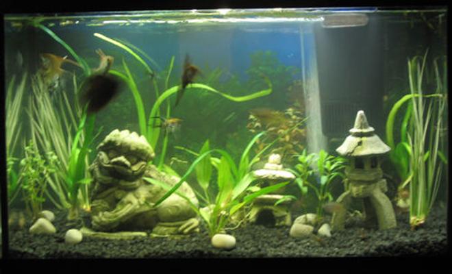 45 gallons planted tank (mostly live plants and fish) - 29 gallon tall, simplistic planted tank. regular gravel, no fertilization except fish, "plant and aquarium" bulb from walmart. Tank houses angelfish, a severum cihclid, and 2 australian rainbowfish