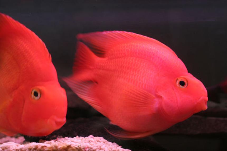 Rated #77: Freshwater Fish - Heros Severus X Amphilophus Citrinellum - Blood Parrot Stocking In 75 Gallons Tank - pOOyan's parrots
