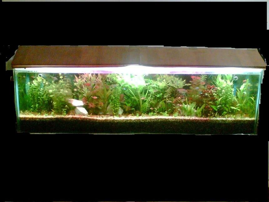 Rated #56: 47 Gallons Planted Tank - my 3 months old tank long view
