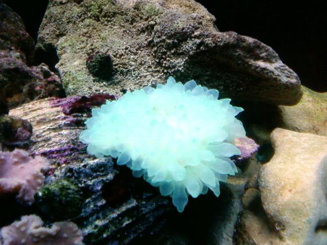 corals inverts - entacmaea quadricolor - bulb anemone stocking in 46 gallons tank - neon green bubble tip anemone